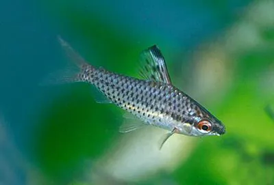 Spotted headstander (Chilodus punctatus)
