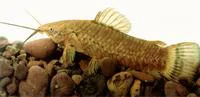 Spotted hoplo (Megalechis picta)