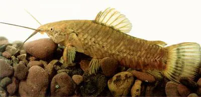 Spotted hoplo (Megalechis picta)