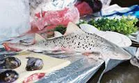 Spotted houndshark (Triakis maculata)
