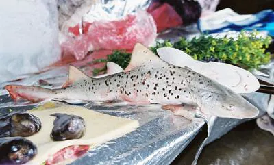 Spotted houndshark (Triakis maculata)