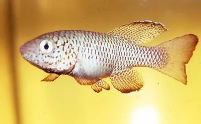 Spotted killifish (Nothobranchius orthonotus)