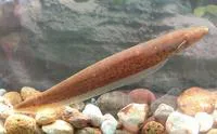 Spotted knifefish (Gymnotus maculosus)