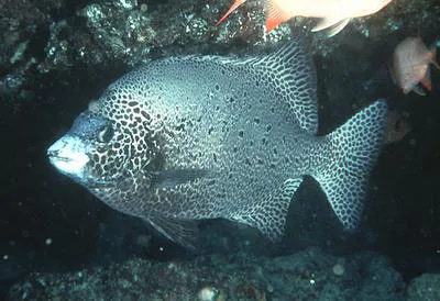 Spotted knifejaw (Oplegnathus punctatus)
