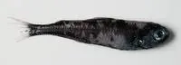 Spotted lanternfish (Myctophum punctatum)