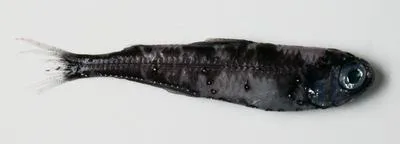 Spotted lanternfish (Myctophum punctatum)