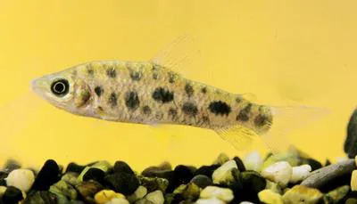 Spotted leporinus (Leporinus maculatus)