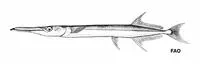 Spotted long-tom (Tylosurus punctulatus)