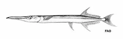Spotted long-tom (Tylosurus punctulatus)