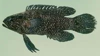 Spotted longfin (Plesiops multisquamata)