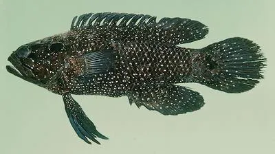 Spotted longfin (Plesiops multisquamata)