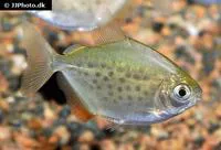 Spotted metynnis (Metynnis maculatus)