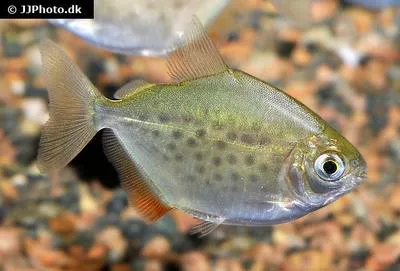 Spotted metynnis (Metynnis maculatus)