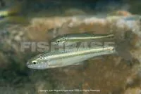 Spotted minnow (Dionda melanops)