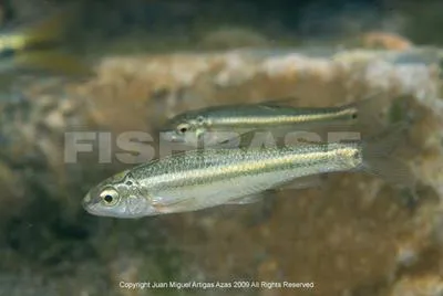 Spotted minnow (Dionda melanops)
