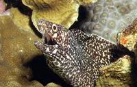 Spotted moray (Gymnothorax moringa)