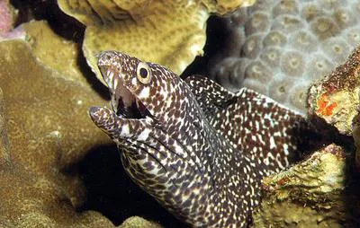 Spotted moray (Gymnothorax moringa)