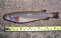 Spotted mountain trout (Galaxias truttaceus)