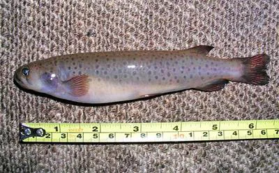 Spotted mountain trout (Galaxias truttaceus)