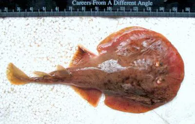 Spotted numbfish (Narcine timlei)