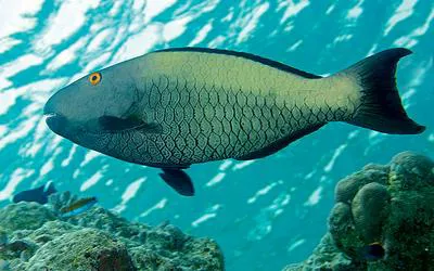 Spotted parrotfish (Cetoscarus ocellatus)