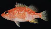 Spotted perchlet (Plectranthias wheeleri)