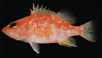 Spotted perchlet (Plectranthias wheeleri)