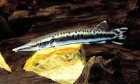 Spotted pike-characin (Boulengerella maculata)