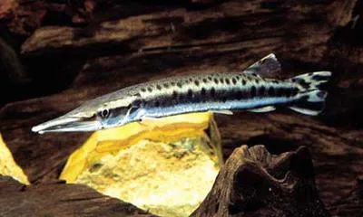 Spotted pike-characin (Boulengerella maculata)