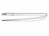 Spotted pike-conger (Hoplunnis tenuis)