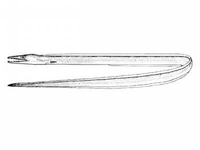 Spotted pike-conger (Hoplunnis tenuis)