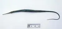 Spotted pipefish (Stigmatopora argus)