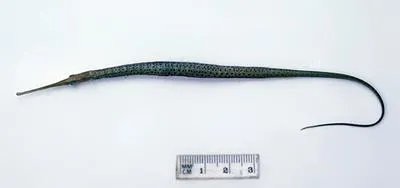 Spotted pipefish (Stigmatopora argus)
