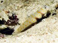 Spotted prawn-goby (Amblyeleotris guttata)
