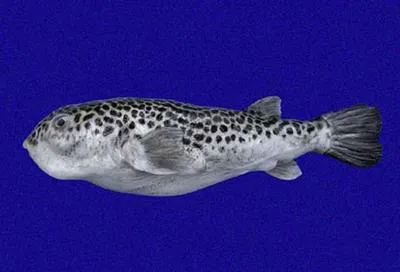 Spotted puffer (Guentheridia formosa)
