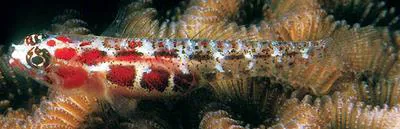 Spotted pygmy goby (Eviota guttata)