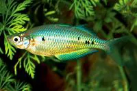 Spotted rainbowfish (Glossolepis maculosus)