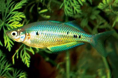 Spotted rainbowfish (Glossolepis maculosus)