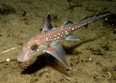 Spotted ratfish (Hydrolagus colliei)