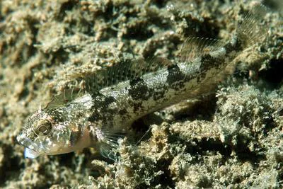 Spotted robust triplefin (Forsterygion capito)