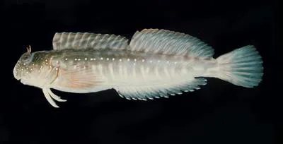 Spotted rockskipper (Istiblennius spilotus)