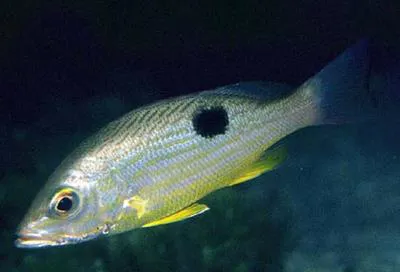 Spotted rose snapper (Lutjanus guttatus)