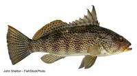 Spotted sand bass (Paralabrax maculatofasciatus)