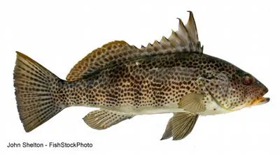Spotted sand bass (Paralabrax maculatofasciatus)