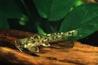 Spotted sand catlet (Zaireichthys rotundiceps)