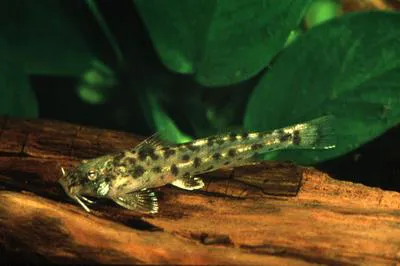 Spotted sand catlet (Zaireichthys rotundiceps)