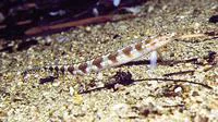 Spotted sand-diver (Trichonotus setiger)