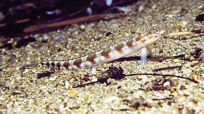 Spotted sand-diver (Trichonotus setiger)