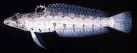 Spotted sandperch (Parapercis punctulata)