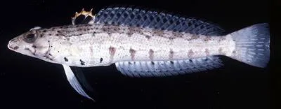 Spotted sandperch (Parapercis punctulata)